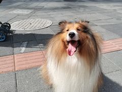-申普宠物医院(总院)