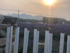 -北京东方普罗旺斯薰衣草庄园