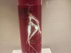 -广东中医药博物馆