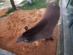 -西霞口神雕山野生动物世界