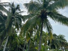 -海南分界洲岛旅游区