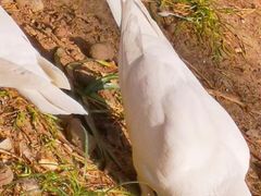 -西湖外事游船(湖滨二公园外事游船码头)