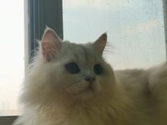 -猫在这儿猫咪咖啡馆·撸猫馆