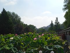 -莲花池公园