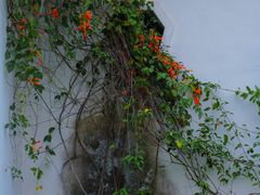-广西壮族自治区药用植物园