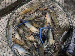 -会江钓鱼钓虾烧烤场