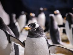 -成都浩海立方海洋公园