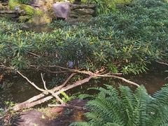 -绿光森林餐厅