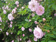 -中国医学科学院皮肤病医院