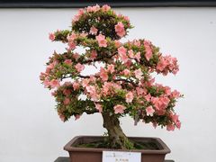 -杭州植物园