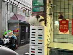 -金太粽(上海弄堂第一粽店)