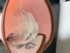 -乐派堂宠物医院·猫友好· 心脏科(东街店)