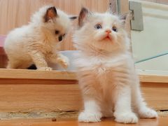 -十年猫舍·猫咪专门店(普陀店)