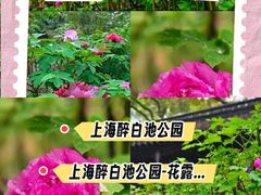 -上海醉白池公园