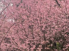 -南山植物园