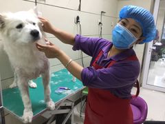 -北京观赏动物医院·24小时大型综合·猫专科·异宠专科