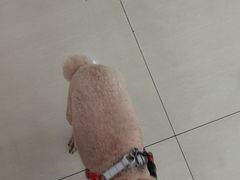 -天宠宠物医院24小时·急重症诊疗中心·全科·腔镜特色(和平分院)