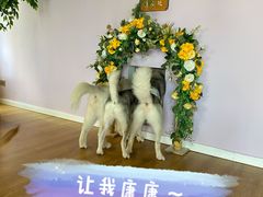 -Husky Go! 哈士奇体验馆·宠物咖啡厅狗咖