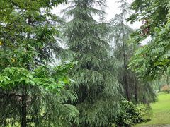 -铁山坪森林公园