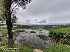 -洱海月湿地公园