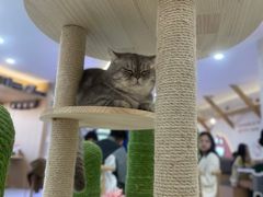 -喵园·猫主题咖啡厅·撸猫·猫咖(国贸店)