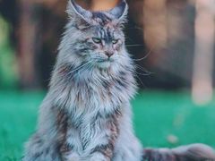 -70cat德文卷毛猫·缅因猫纯种猫舍