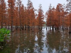 -白鹭湾湿地公园