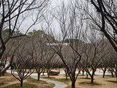 -中山市树木园