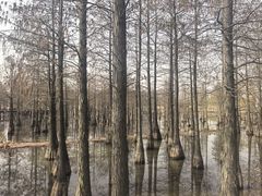 -池杉湖湿地公园