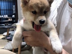 -逗柴咖啡屋·狗咖猫咖宠物桌游