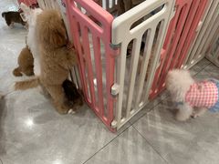 -柴犬小屋·柴餐厅·狗咖食堂(金鼎广场店)