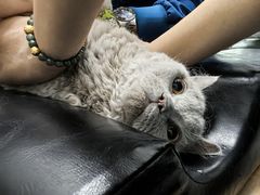 -伟伟宠物医院·瑞派猫友好医院·猫科(光谷店)