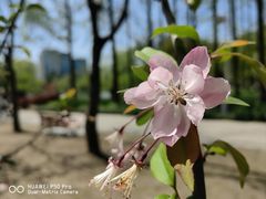-新虹桥中心花园
