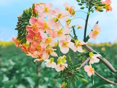 -中国天府农业博览园