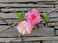 -天津东丽湖风景区