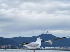 -海埂大坝
