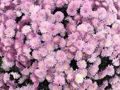 -泮金大塘(北二七路店)