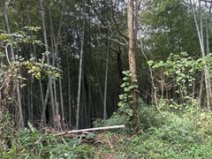 -十里琅珰