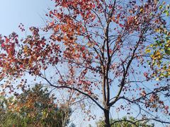 -广州市石门国家森林公园