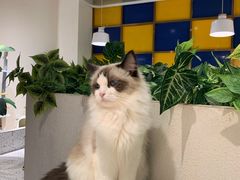 -喵喵咪呀布偶猫咖(春熙路店)