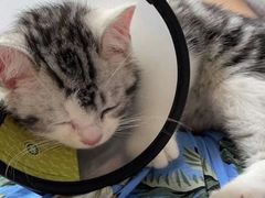 -宠颐生宠物医院·心肾内科·猫专科诊疗中心宠巢店