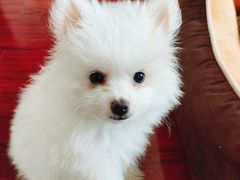 -乖乖宠物医院·猫科·急重症中心(车站北路分院)