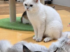 -COLOR PETS 撸猫馆·购猫·猫咖(长风大悦城店)