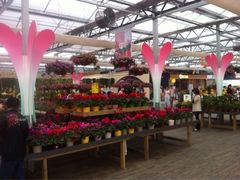 iphone_upload_pic-荷兰花海
