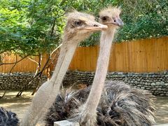 -北京野生动物园