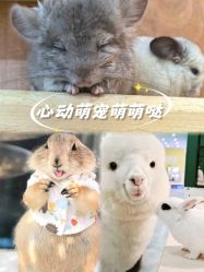 -神奇动物撸宠馆·羊驼·小浣熊·异宠(豫园店)