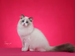 -超宠爱宠物摄影-Super pet