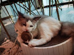 -喵喵咪呀布偶猫咖(春熙路店)