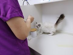 -关爱宠物医院·猫科中心·消化科(滨湖万达分院)