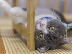-柴迷FANS CLUB·柴犬狗咖·猫咖